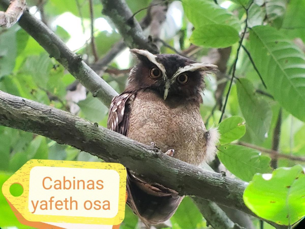 Cabins Yafeth Osa Drakes Bay Екстериор снимка