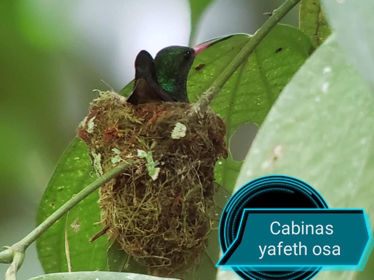 Cabins Yafeth Osa Drakes Bay Екстериор снимка